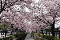 【西尾・岡崎発】*1泊3食付*たっぷりお花見の旅!日本三大桜の山高神代桜・桃源郷(桃の花と菜の花の饗宴)&甲州・石和温泉の桜並木『石和温泉』3